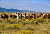 HOR 01 RK0129 08
Herd of Horses