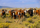 HOR 01 RK0129 15
Herd of Horses