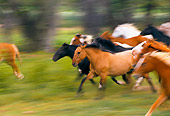 HOR 01 RK0138 07
Blurry Profile Of A Herd Of Horses Galloping On Grass