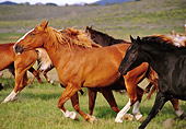 HOR 01 RK0150 03
Profile Herd of Horses Galloping On Pasture