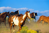 HOR 01 RK0161 12
Herd of Horses