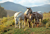 HOR 01 RK0194 01
A Herd Of Horses Standing Around On Grass Relaxing