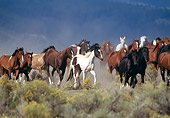 HOR 01 RK0205 06
Herd of Horses.