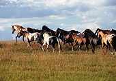HOR 01 RK0212 03
Herd of Horses.
