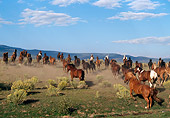HOR 01 RK0227 04
Herd of Horses