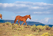 HOR 01 RK0245 01
Profile Shot Of Single Horse Trotting On Field Of Bushes Mountains In Background Blue Cloudy Sky