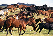 HOR 01 RK0260 03
Herd of Horses.