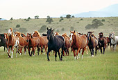 HOR 01 RK0296 03
Herd of Horses.
