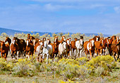 HOR 01 RK0339 09
Herd Of Horses Galloping On Yellow Flower Bush Pasture