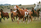 HOR 01 RK0349 01
A Herd Of Horses Galloping On Grass Mountain Background