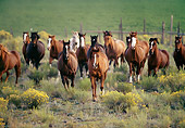 HOR 01 RK0352 02
A Herd Of Horses Running Fast Towards Camera On Field Of Yellow Flower Bushes