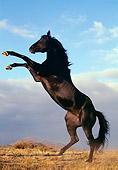 HOR 01 RK0362 11
Profile Shot Of Black Quarter Horse Rearing On Dry Grass Blue Sky Gray Clouds