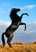 HOR 01 RK0362 17
Profile Shot Of Black Quarter Horse Rearing On Dry Grass Blue Sky Gray Clouds