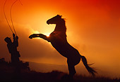 HOR 01 RK0420 03
Silhouette Shot Of Black Quarter Horse Rearing Sunset