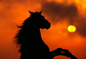 HOR 01 RK0426 01
Silhouette Profile Head Shot Of Black Quarter Horse Rearing Orange Cloudy Sky