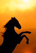 HOR 01 RK0481 13
Silhouette Of Horse Rearing Sunset Background