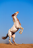 HOR 01 RK0503 43
Profile Shot Of Pinto Horse Rearing On Dirt Blue Sky