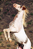 HOR 01 RK0510 09
White Horse Rearing