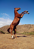 HOR 01 RK0541 06
Horse Rearing