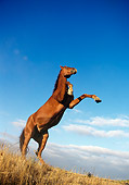 HOR 01 RK0542 08
Horse Rearing