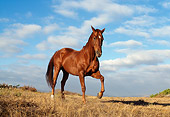 HOR 01 RK0546 08
Brown Thoroughbred Horse Standing With One Leg Up Making Dust Clouds Blue Sky