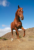 HOR 01 RK0548 01
Low Wide Angle Shot Of Brown Horse Galloping On Dirt Towards Camera