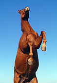 HOR 01 RK0557 02
Horse Rearing