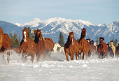 HOR 01 RK0601 42
Herd of Horses Galloping Together On Snow Mountains Trees Blue Sky