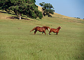 HOR 01 RK0618 10
Arabian And Belgian Horses Galloping On Green Pasture