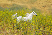 HOR 01 RK0696 30
White Arabian Horse Trotting Through Pasture