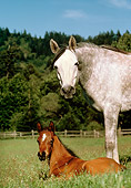 HOR 01 RK0730 01
Gray Mare Standing Over Bay Foal Laying In Pasture Trees Blue Sky