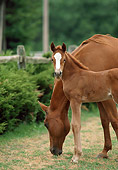 HOR 01 RK0775 01
Chestnut Mare And Foal Walking On Pasture