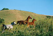 HOR 01 RK0815 08
A Herd Of Horses Galloping On Grass Hill Blue Sky