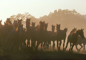 HOR 01 RK0892 07
Herd of Horses Galloping In Dust