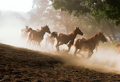 HOR 01 RK0892 17
Herd of Horses Galloping In Dust