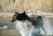 HOR 01 RK0902 03
Black Stallion Through Splashing In Surf