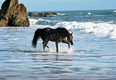 HOR 01 RK0902 53
Black Stallion Through Splashing In Surf