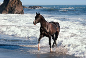 HOR 01 RK0903 37
Black Stallion On Wet Sand At Beach By Cliffs
