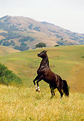 HOR 01 RK0909 20
Dark Brown Horse Rearing On Pasture Hills Background