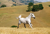 HOR 01 RK0953 18
White Stallion Galloping On Pasture By Hills