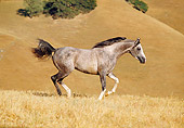 HOR 01 RK0956 20
Dapple Gray Arabian Stallion Running In Field By Hills