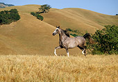 HOR 01 RK0956 40
Dapple Gray Arabian Stallion Running In Field By Hills