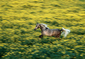 HOR 01 RK0969 02
Roan Horse.