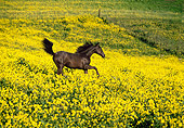 HOR 01 RK0971 07
Brown Horse Galloping Through Yellow Flower Field