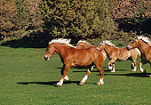 HOR 01 RK1006 10
Herd of Belgian Horses Galloping On Grass By Trees