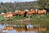 HOR 01 RK1022 03
Herd Of Belgian Horses Standing By Water With Reflection