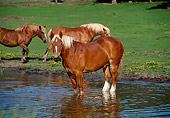 HOR 01 RK1025 01
Herd of Belgian Horses Standing And Drinking Water