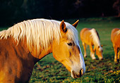 HOR 01 RK1042 02
Head Shot Of Belgian Horse