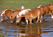 HOR 01 RK1062 04
Herd of Belgian Horses.