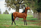 HOR 01 RK1075 03
Profile Of Arabian Horse Standing In Pasture